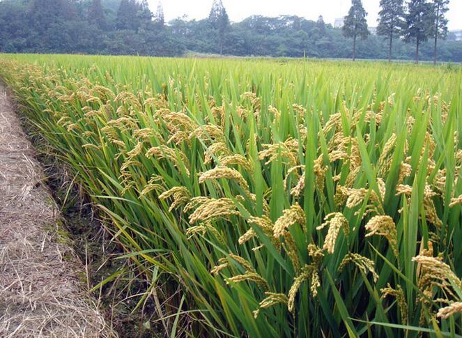 黑龙江厂家专业种植水稻