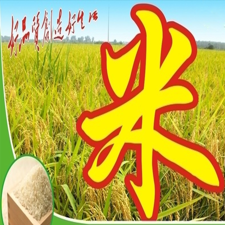 巴彦县合作社专业种植稻米