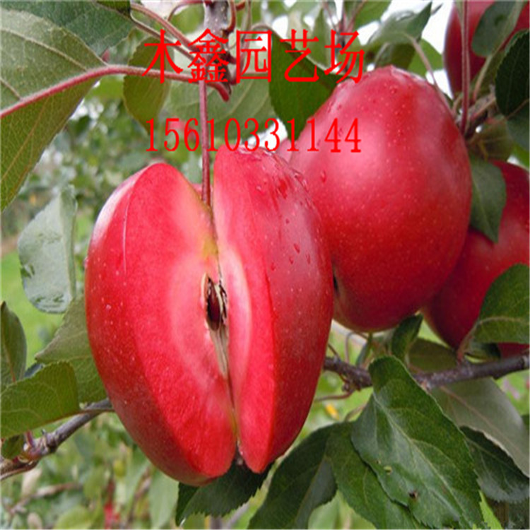 红色之爱苹果树苗2016红肉苹果苗现货供应现买现挖保证成活如何区别红肉苹果树苗图片