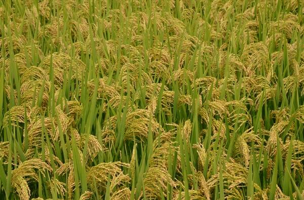 厂家专业种植优质水稻