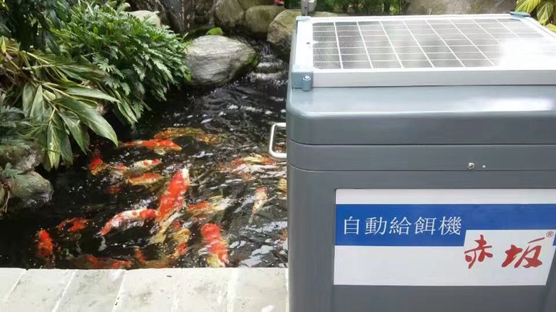 赤坂太阳能自动喂食器丨锦鲤自动喂器丨喂鱼机丨