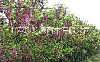 山西嫁接易生长蝶形花科落叶乔木香花槐树苗 又名 富贵树