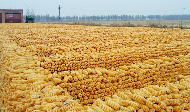 厂家专业种植优质玉米