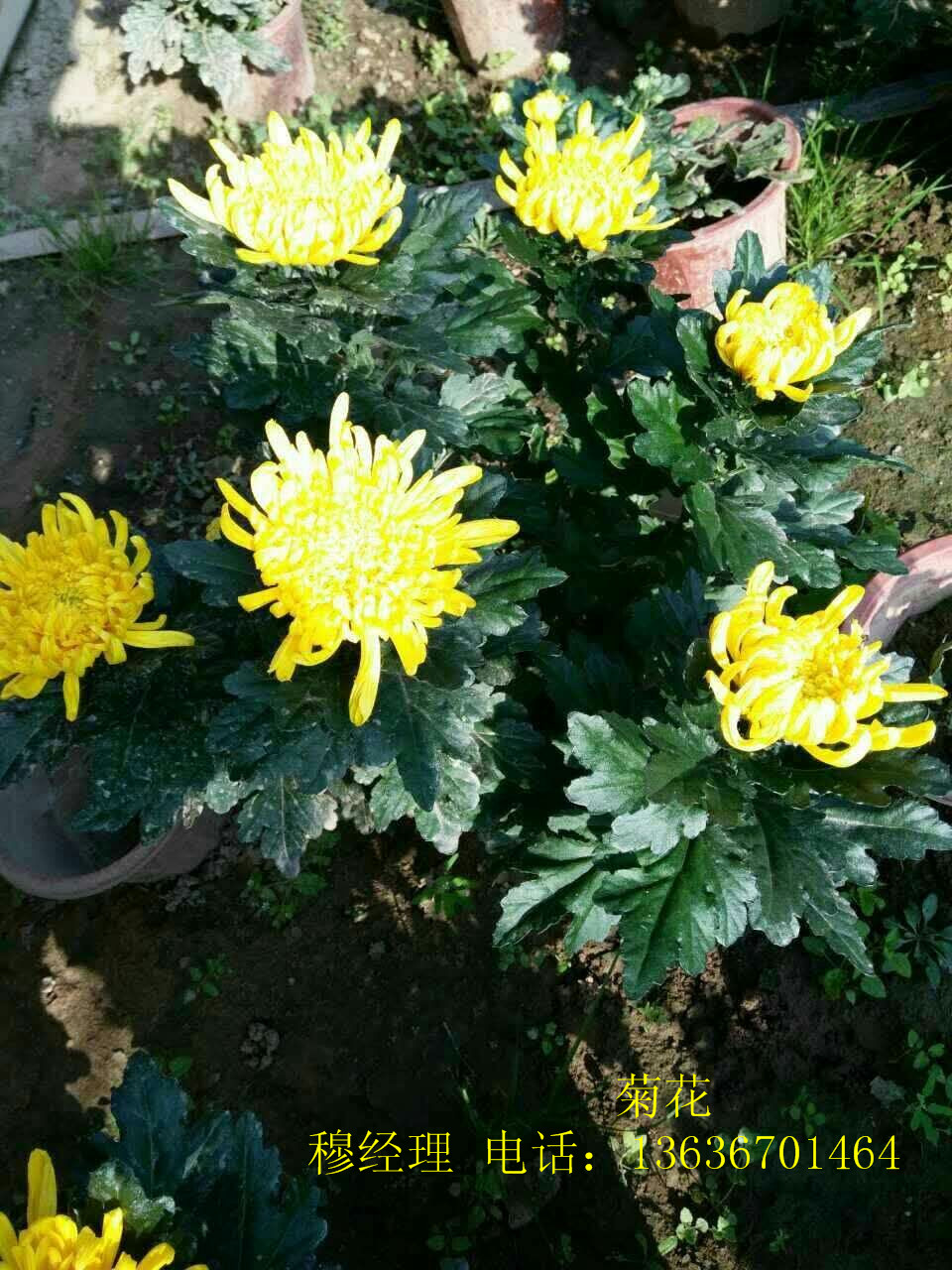 供应宝鸡草花批发、宝鸡草花基地、宝鸡草花批发公司