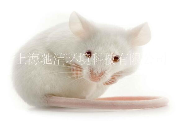 上海哪家灭鼠公司好，上海哪家灭鼠公司好专业