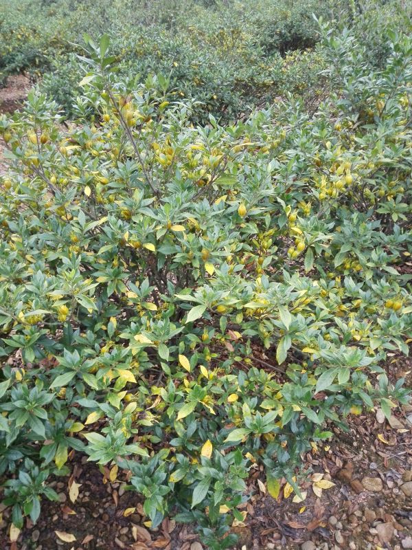 广西黄栀子苗种植价格  湿地松黄栀子种苗批发价格