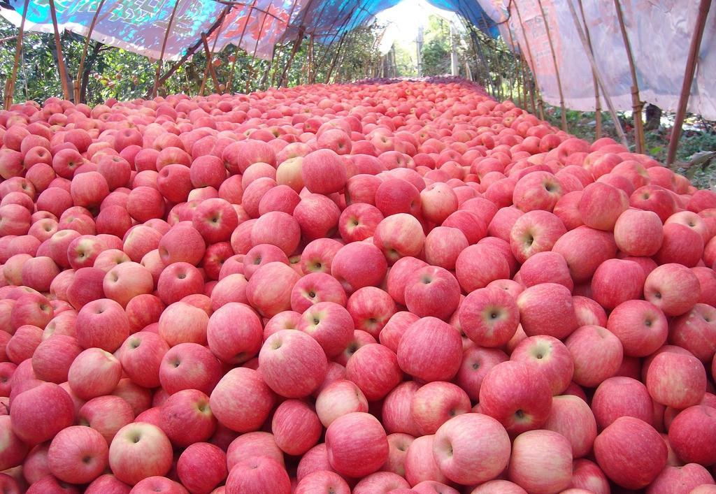 苹果批发 全国各地红富士苹果批发价格 苹果