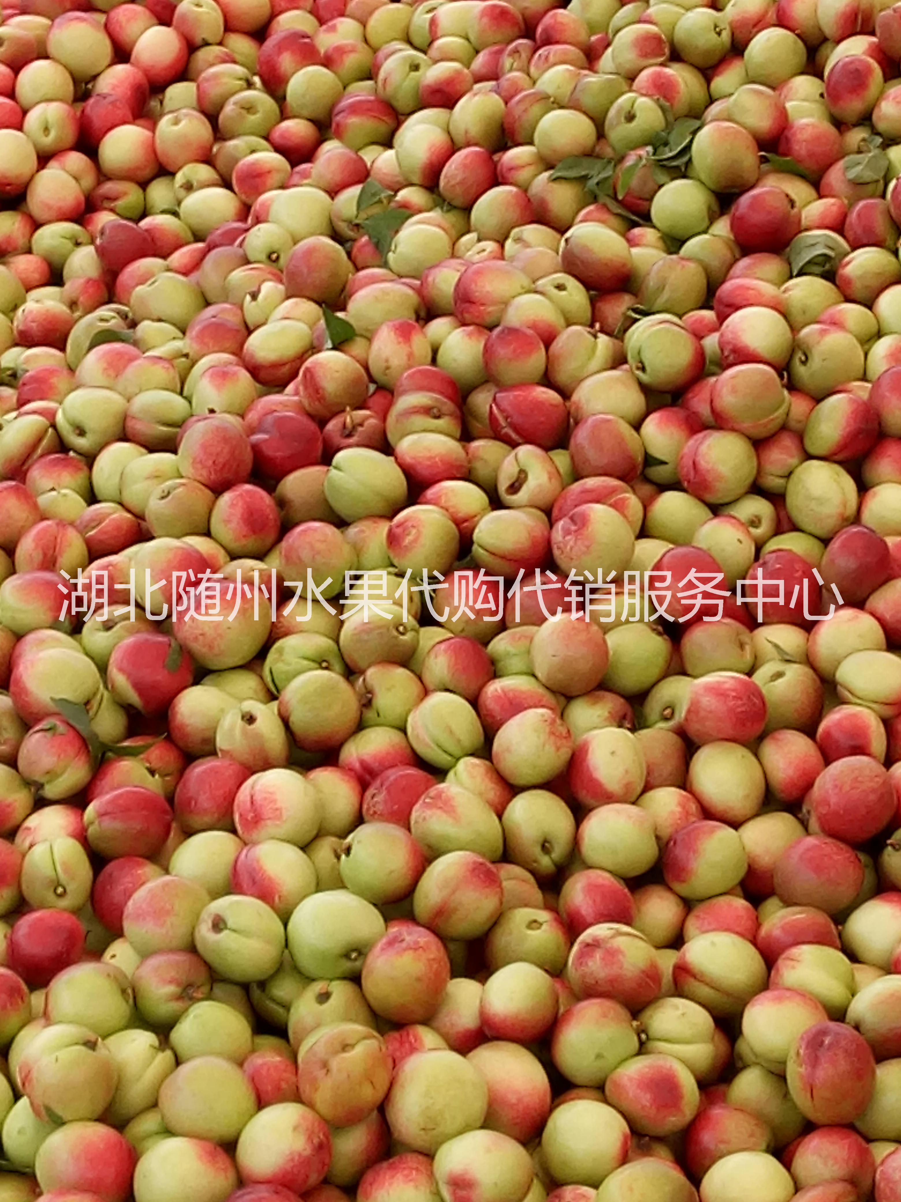 2017年随州早熟油桃品种 518油桃价格 白油红心李产地