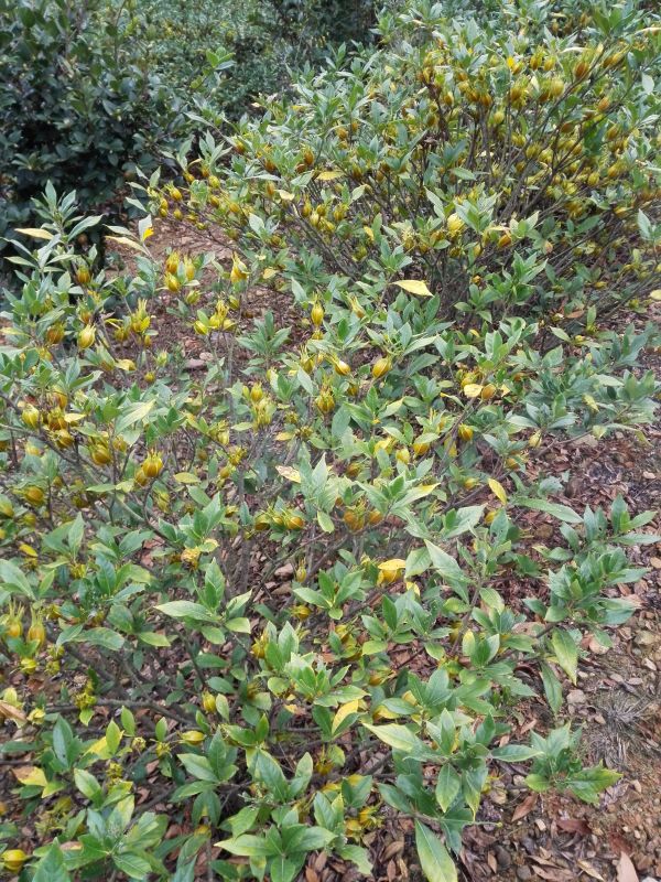 广西黄栀子苗种植价格  湿地松黄栀子种苗批发价格