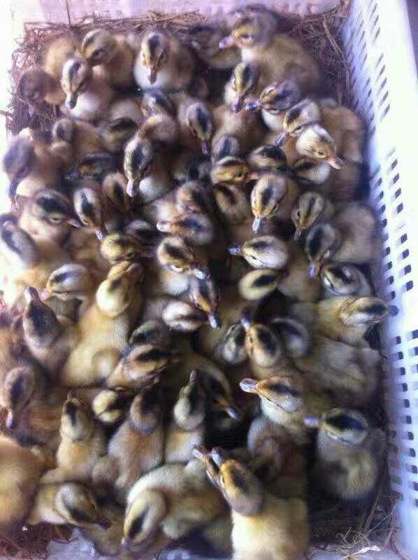 安徽鹅苗生态养殖鹅苗最新行情哪里有卖鹅苗的图片