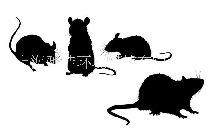 上海酒店灭鼠服务