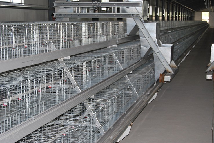 金兴养殖 阶梯式蛋鸡笼 全自动养殖设备捡蛋机