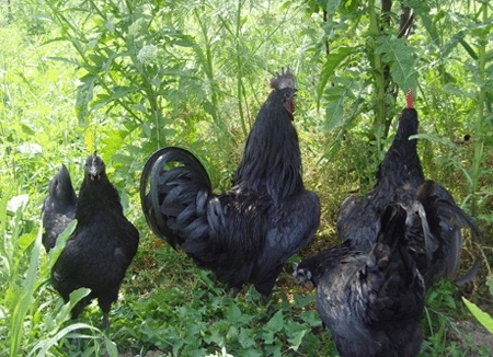 五黑鸡 黑羽绿壳蛋鸡 各种鸡苗批发