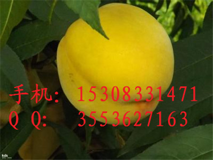 川北黄桃苗种植基地黄桃苗批发供应黄桃的的市场需求黄桃加工图片