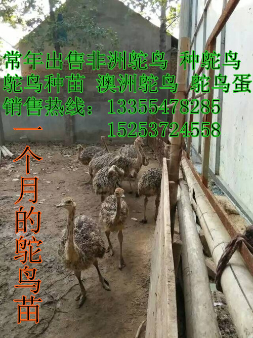 济宁市梅花鹿 鸵鸟 骆驼 马厂家