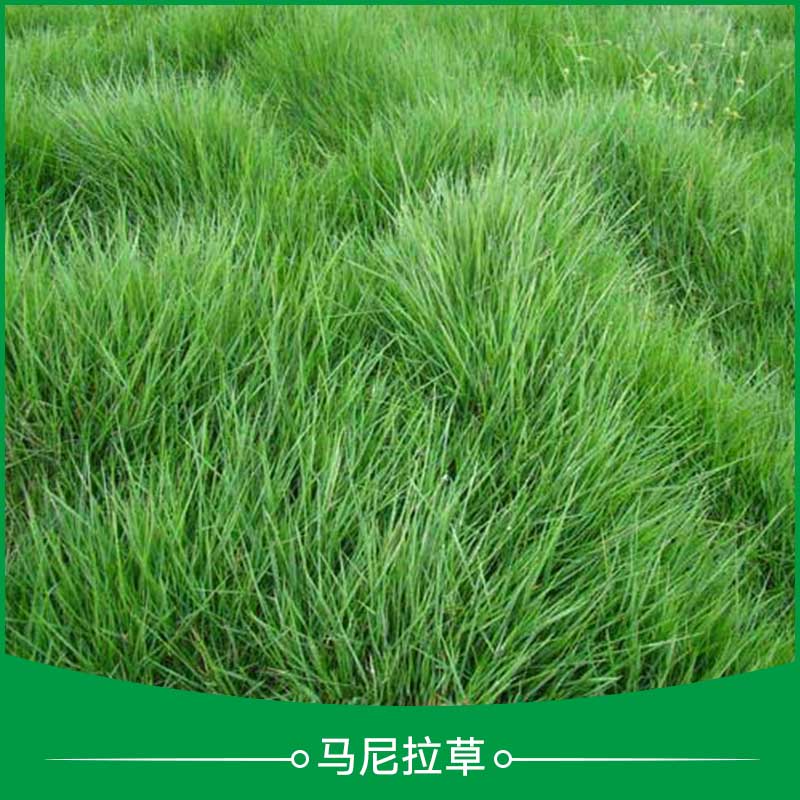 马尼拉草坪 台湾草马尼拉草 马尼拉草种植 马尼拉草草皮