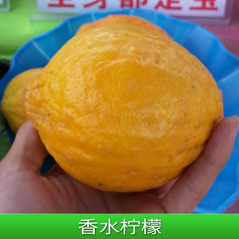 香水柠檬香水柠檬 台湾无籽香水柠檬苗 尤力克柠檬树苗基地