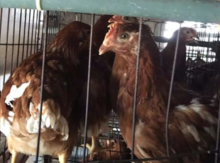 鹤壁市惠民青年鸡养殖中心常年出售海兰褐青年鸡 60-120日龄海兰褐青年鸡