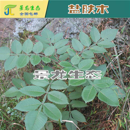 在量供应湖南绿化草种  狗牙根 银合欢 发草率高