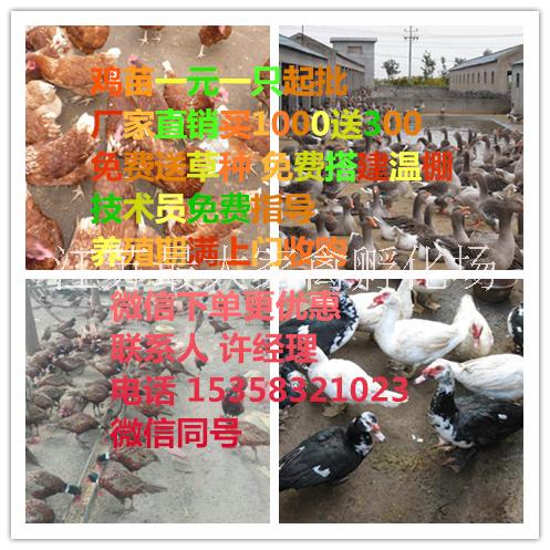 贵州土鸡苗价格_鸡苗批发_鸡养殖图片