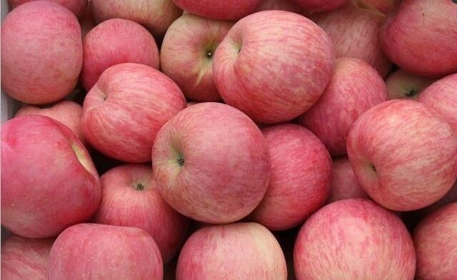 万亩红富士苹果种植园红富士批发