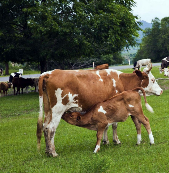 小牛读价格肉牛犊出售肉牛养殖场图片