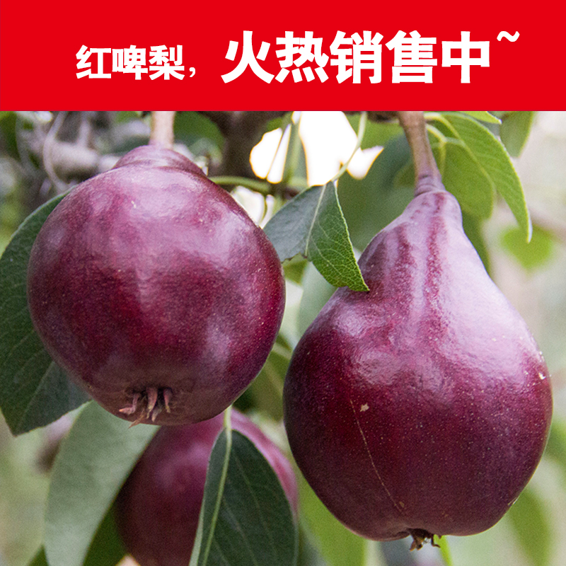 陕西大荔美国引进新鲜红啤梨图片