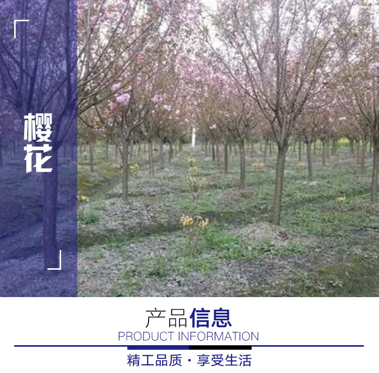 10公分樱花，湖北米径10-12公分日本晚樱价格图片