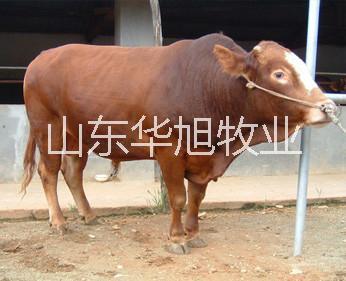 供应肉牛繁殖基地，肉牛今年的养殖效益好吗 西门塔尔牛鲁西黄牛