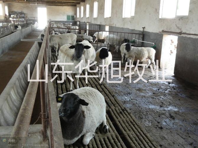 供应纯种杜泊绵羊基地在哪里，杜泊绵羊养殖利润分析