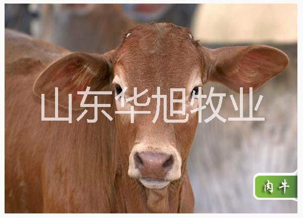 供应肉牛繁殖基地，肉牛今年的养殖效益好吗 西门塔尔牛鲁西黄牛