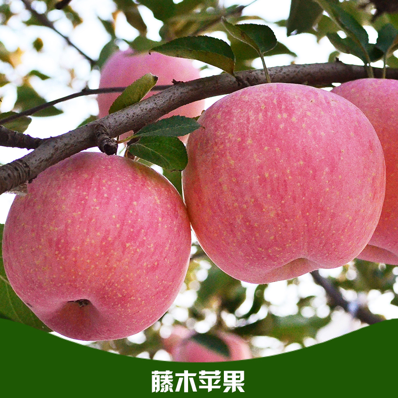 藤木苹果 苹果价格 藤木苹果批发价格 藤木苹果产地