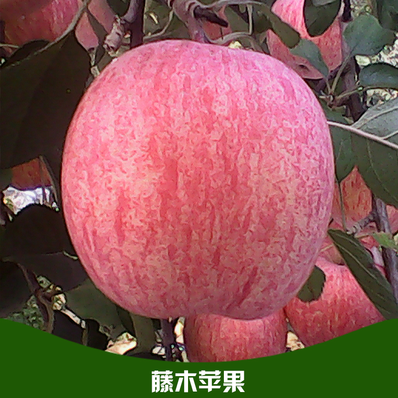 藤木苹果 苹果价格 藤木苹果批发价格 藤木苹果产地