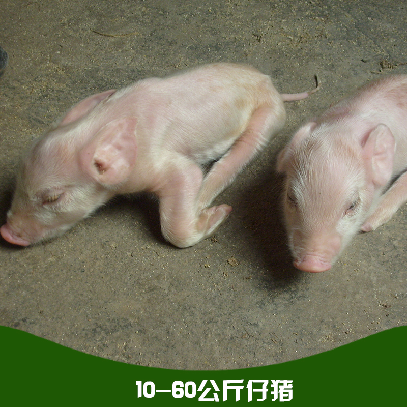 10-60公斤仔猪 仔猪苗 长白猪 三元猪 仔猪品种齐全