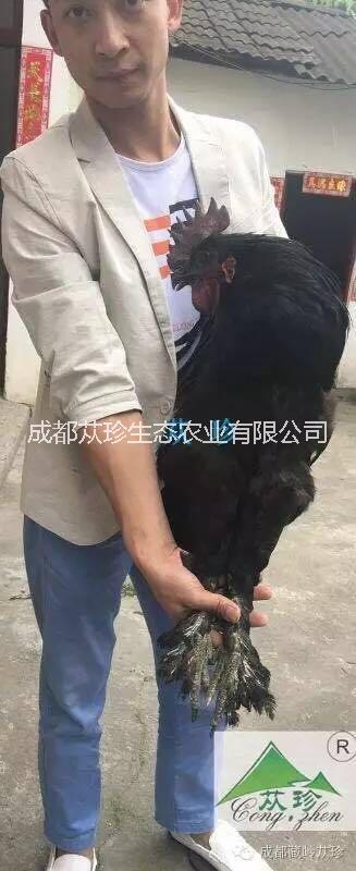 上海|北京|广州|浙江批发零售正宗藏香鸡图片
