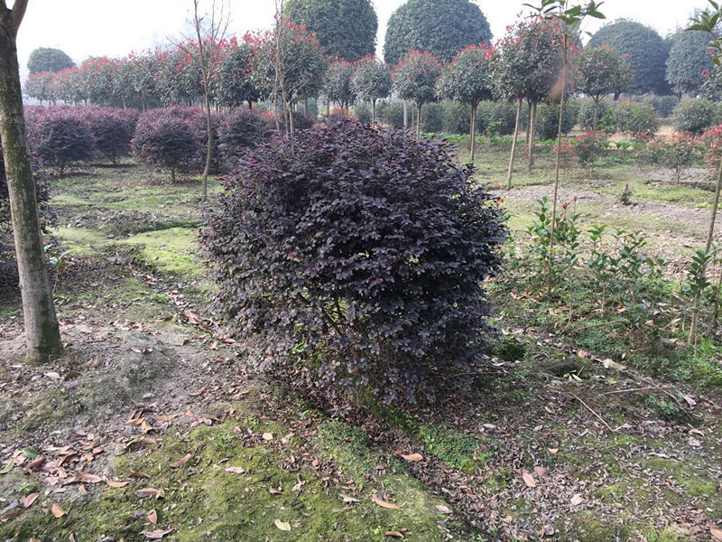 成都市四川成都红继木球苗圃厂家四川成都红继木球苗圃红继木球价格红继木球苗圃直销