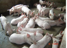 黑龙家农家猪 厂家直销，大量供应