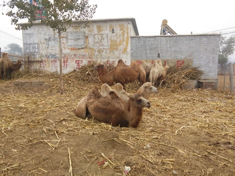 济宁市湖北哪里有照相用的骆驼卖厂家