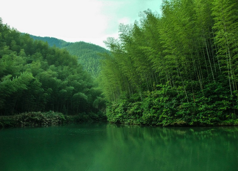 福州市山东竹筒酒/鲜竹酒如何装酒/楠竹厂家