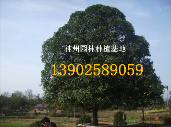 提供15至40公分不等规格桂花树图片