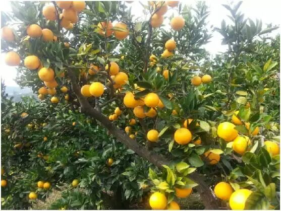 高山橙天然有机水果皮薄汁多原生态橙子图片