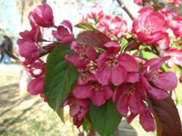 美国红枫品种与其叶子颜色的关系图片