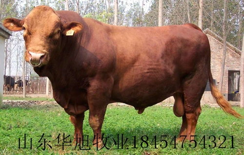 运城肉牛种牛犊养殖加工肉牛肉牛犊利润分析