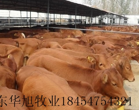供应南阳肉牛种牛养殖场大型种牛基地西门塔尔牛，利木赞牛黄牛