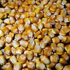甘南县盈合收购玉米烘干-玉米烘干供应商批发价格-报价