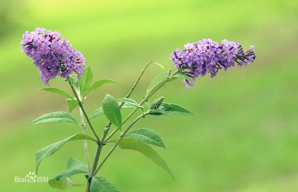 河南郑州专业花卉租摆公司  经营花卉的公司 花卉优惠价格 价格图片