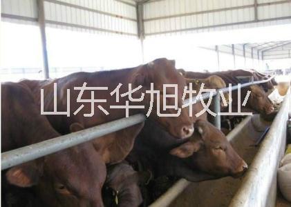 供应 烟台肉牛养殖业加盟肉牛利润分析肉牛批发