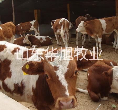 供应南阳肉牛种牛养殖场大型种牛基地西门塔尔牛，利木赞牛黄牛