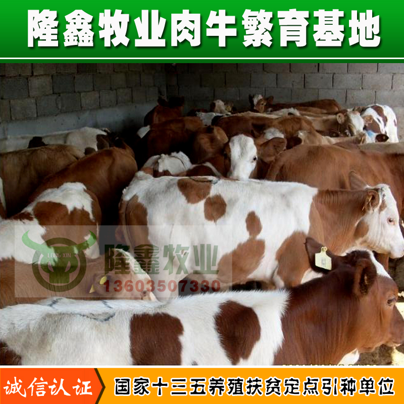 供应用于育肥|繁殖的河南肉牛养殖甘肃肉牛价格宁夏肉牛