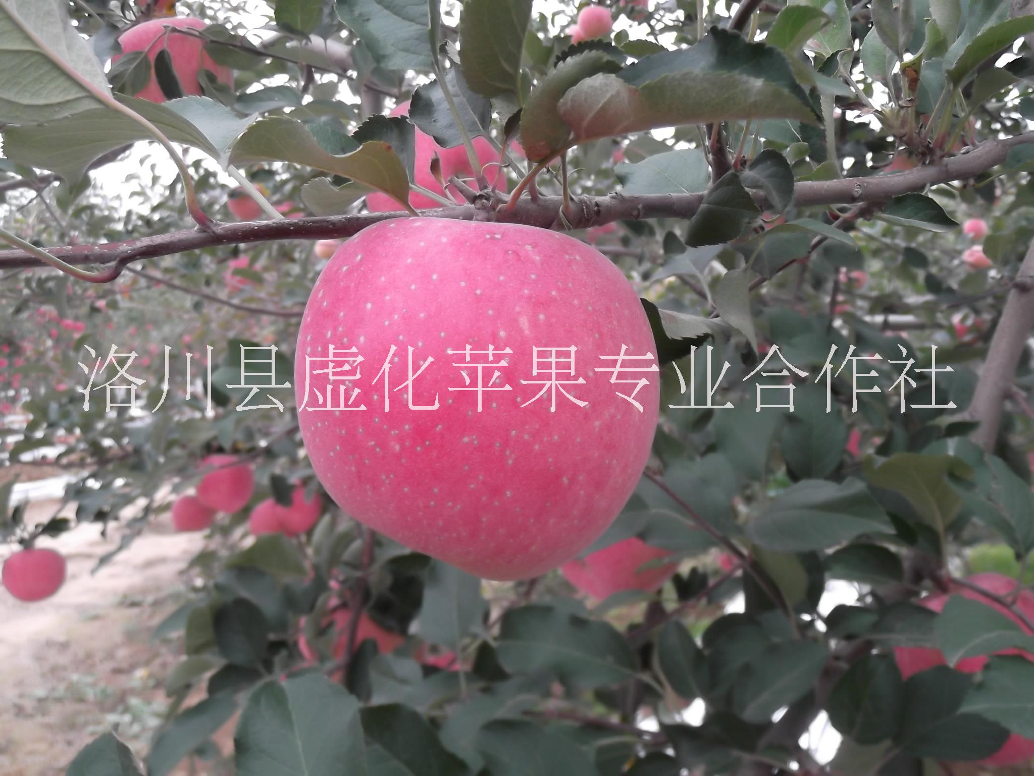 洛川苹果 红富士 苹果行情 水果 陕西洛川绿色苹果供应  大量优质一级红富士